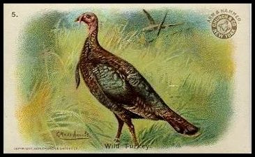 5 Wild Turkey